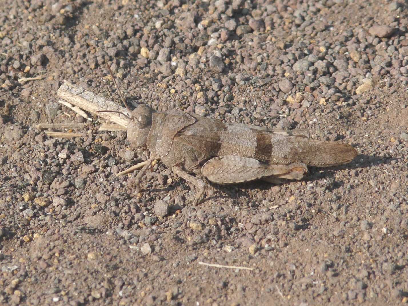 Oedipoda caerulescens